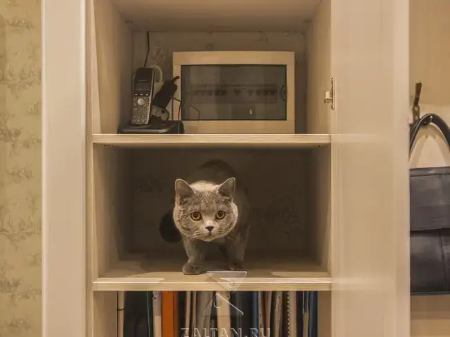 Кот на полке в шкафу